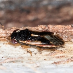 Stylogeocoris elongatus at Melba, ACT - 27 Sep 2024