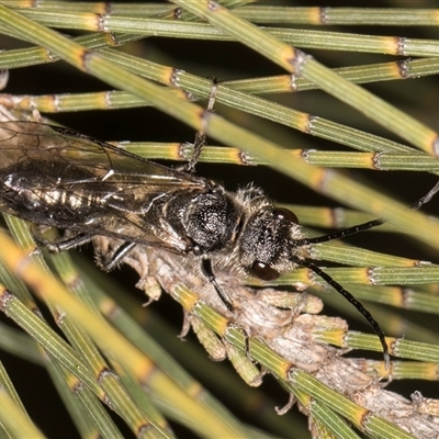 Tiphiidae (family) (Unidentified Smooth flower wasp) at Melba, ACT - 27 Sep 2024 by kasiaaus