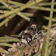 Tiphiidae (family) at Melba, ACT - 27 Sep 2024