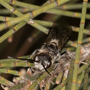 Tiphiidae (family) at Melba, ACT - 27 Sep 2024