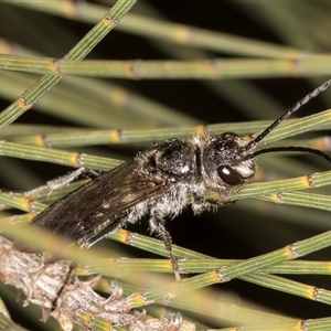 Tiphiidae (family) at Melba, ACT - 27 Sep 2024