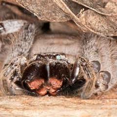 Isopeda canberrana at Melba, ACT - 27 Sep 2024 11:59 AM