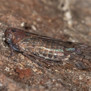 Chidaea sp. (genus) at Melba, ACT - 27 Sep 2024 12:15 PM