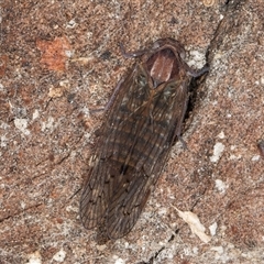 Chidaea sp. (genus) at Melba, ACT - 27 Sep 2024 12:15 PM