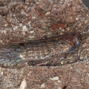 Chidaea sp. (genus) at Melba, ACT - 27 Sep 2024 12:15 PM