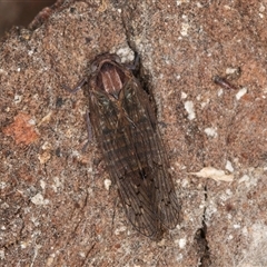 Chidaea sp. (genus) at Melba, ACT - 27 Sep 2024 12:15 PM