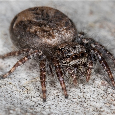 Servaea sp. (genus) (Unidentified Servaea jumping spider) at Melba, ACT - 27 Sep 2024 by kasiaaus