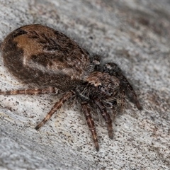 Servaea sp. (genus) at Melba, ACT - 27 Sep 2024 12:29 PM