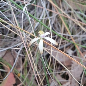 Caladenia ustulata at Aranda, ACT - suppressed