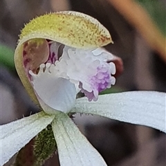 Caladenia ustulata at Aranda, ACT - 26 Sep 2024