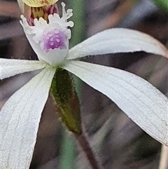 Caladenia ustulata at Aranda, ACT - suppressed