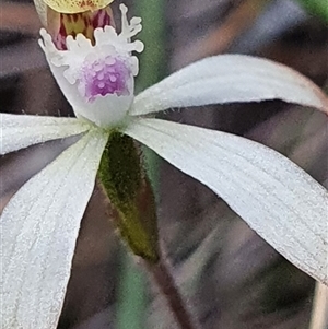 Caladenia ustulata at Aranda, ACT - 26 Sep 2024