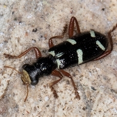 Lemidia nitens (A clerid beetle) at Melba, ACT - 27 Sep 2024 by kasiaaus