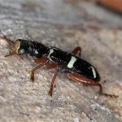 Lemidia nitens at Melba, ACT - 27 Sep 2024 12:09 PM