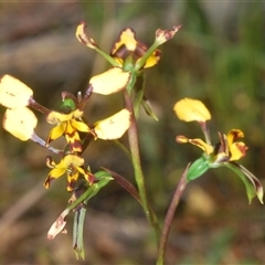 Diuris pardina (Leopard Doubletail) at Cavan, NSW - 27 Sep 2024 by Harrisi