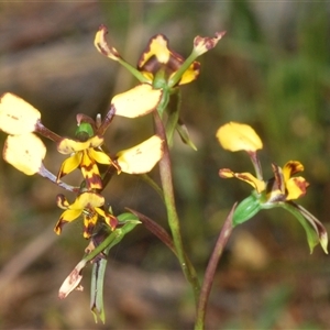 Diuris pardina at Cavan, NSW - 27 Sep 2024