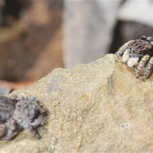 Maratus vespertilio at Cavan, NSW - suppressed