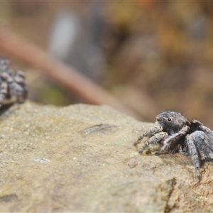 Maratus vespertilio at Cavan, NSW - suppressed