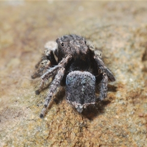 Maratus vespertilio at Cavan, NSW - suppressed