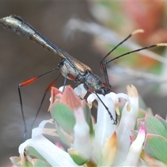 Enchoptera apicalis (Longhorn beetle) at Cavan, NSW - 27 Sep 2024 by Harrisi