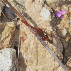 Diplacodes bipunctata (Wandering Percher) at Cavan, NSW - 27 Sep 2024 by Harrisi