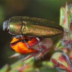 Melobasis propinqua (Propinqua jewel beetle) at Cavan, NSW - 27 Sep 2024 by Harrisi