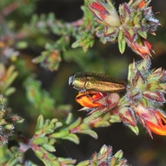 Melobasis propinqua at Cavan, NSW - 27 Sep 2024