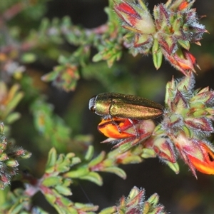 Melobasis propinqua at Cavan, NSW - 27 Sep 2024