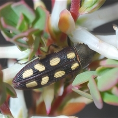 Castiarina parallela at Cavan, NSW - 27 Sep 2024