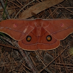 Opodiphthera helena (Helena Gum Moth) at Freshwater Creek, VIC - 16 Feb 2021 by WendyEM