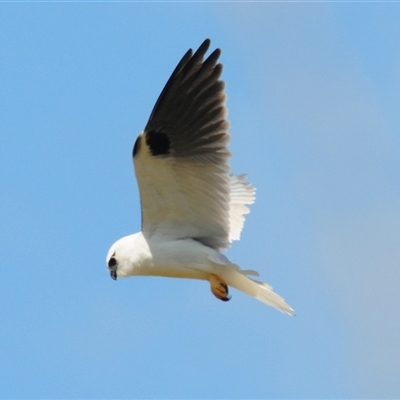 Elanus axillaris (Black-shouldered Kite) at Uriarra, NSW - 27 Sep 2024 by Harrisi