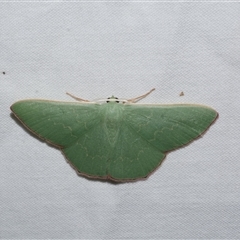 Prasinocyma semicrocea (Common Gum Emerald moth) at Freshwater Creek, VIC - 15 Feb 2021 by WendyEM