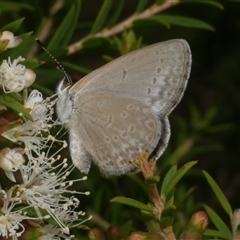 Zizina otis (Common Grass-Blue) at Freshwater Creek, VIC - 16 Feb 2021 by WendyEM