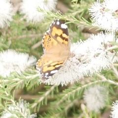 Vanessa kershawi (Australian Painted Lady) at Freshwater Creek, VIC - 16 Feb 2021 by WendyEM