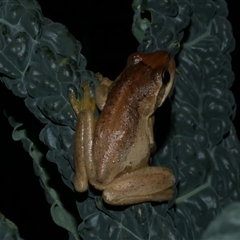 Litoria ewingii (Ewing's Tree Frog) at Freshwater Creek, VIC - 16 Feb 2021 by WendyEM