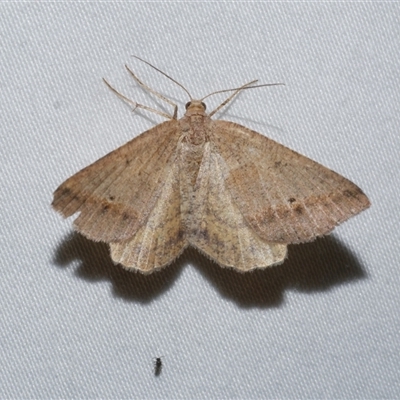 Parosteodes fictiliaria (Dodonaea Moth) at Freshwater Creek, VIC - 18 Feb 2021 by WendyEM