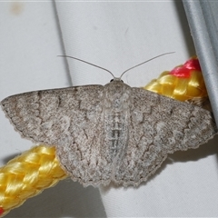 Crypsiphona ocultaria (Red-lined Looper Moth) at Freshwater Creek, VIC - 18 Feb 2021 by WendyEM