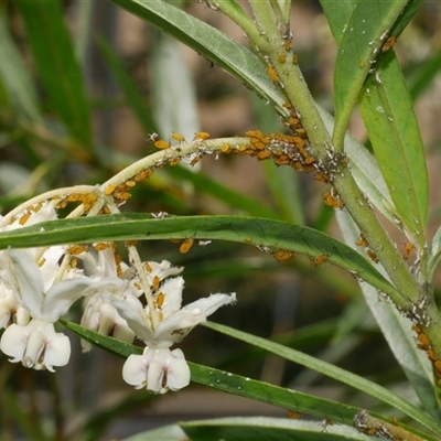 Aphis nerii at Freshwater Creek, VIC - 28 Feb 2021 by WendyEM