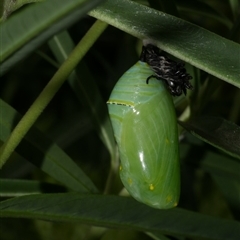 Danaus plexippus (Monarch) at Freshwater Creek, VIC - 22 Feb 2021 by WendyEM