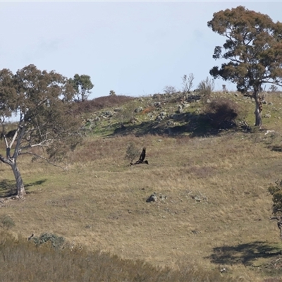 Aquila audax (Wedge-tailed Eagle) at Macnamara, ACT - 23 Aug 2024 by TimL