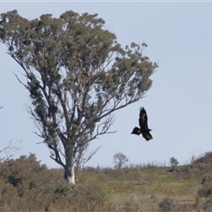 Aquila audax at Macnamara, ACT - 23 Aug 2024 02:06 PM