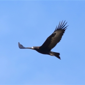 Aquila audax at Macnamara, ACT - 23 Aug 2024 02:08 PM