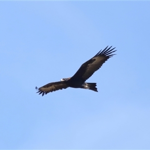 Aquila audax at Macnamara, ACT - 23 Aug 2024 02:08 PM