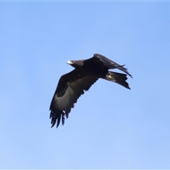 Aquila audax at Macnamara, ACT - 23 Aug 2024 02:08 PM