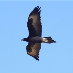 Aquila audax at Macnamara, ACT - 23 Aug 2024 02:08 PM