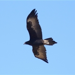 Aquila audax at Macnamara, ACT - 23 Aug 2024 02:08 PM