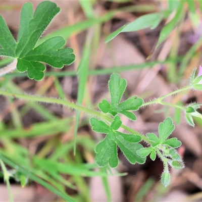 Geranium sp. at Wodonga, VIC - 22 Sep 2024 by KylieWaldon