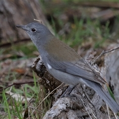 Colluricincla harmonica (Grey Shrikethrush) at Strathnairn, ACT - 17 Aug 2024 by TimL