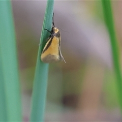 Philobota undescribed species near arabella at Wodonga, VIC - 22 Sep 2024 by KylieWaldon