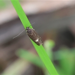 Leistomorpha brontoscopa at Wodonga, VIC - 22 Sep 2024 by KylieWaldon